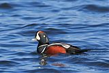 Harlequin Duckborder=